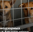 30 января на территории Альметьевского района будет проведён отлов бродячих собак - Альметьевский район