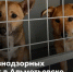 17 февраля на территории Альметьевского района будет проведён отлов бродячих собак - Альметьевский район