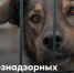 5 марта на территории Альметьевского района будет проведён отлов бродячих собак - Альметьевский район
